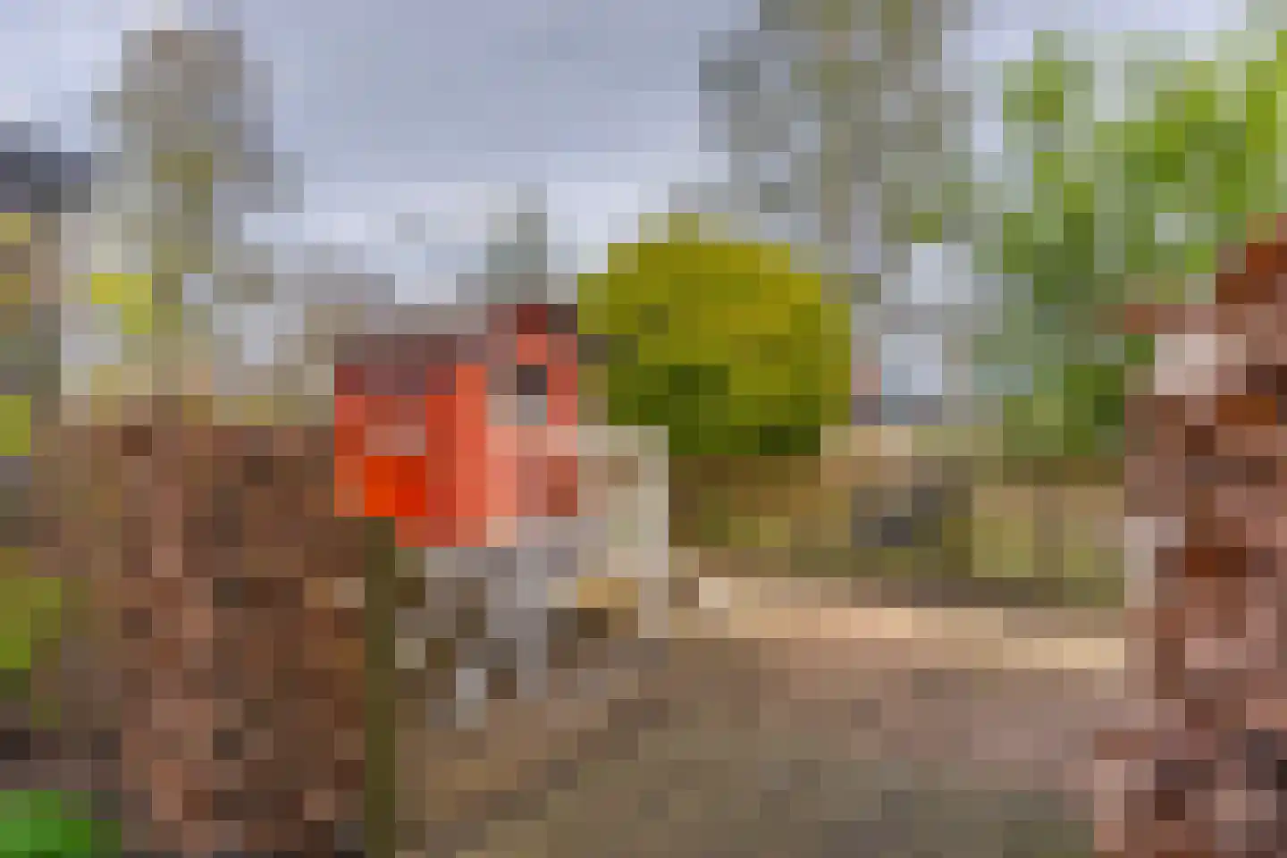 Paardenbloem 21 Driel thumbnail 32