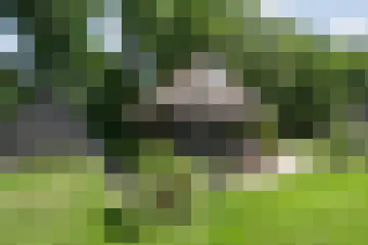Paasloregel 114 Basse thumbnail 47
