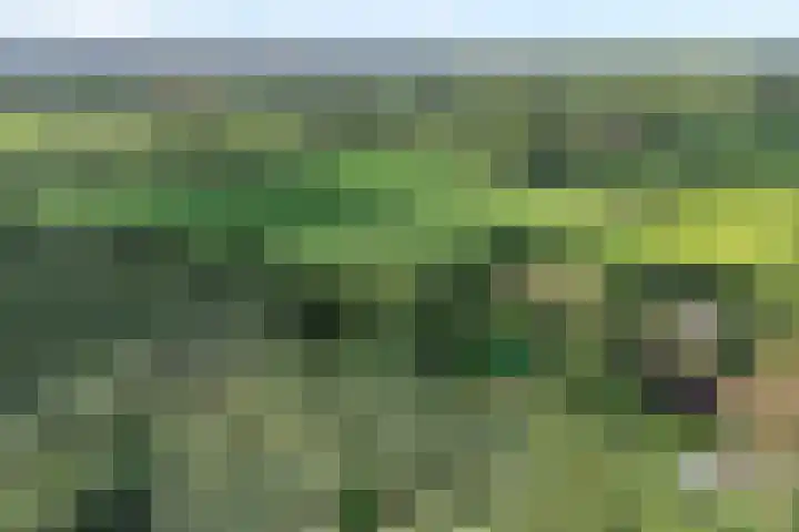 Paasloregel 114 Basse thumbnail 5