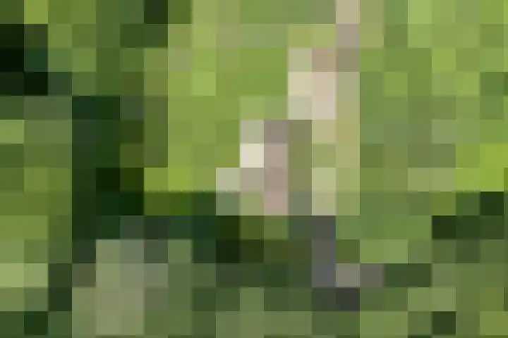 Paasloregel 114 Basse thumbnail 50