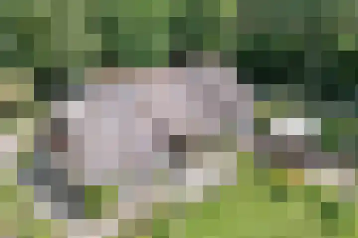Paasloregel 114 Basse thumbnail 7