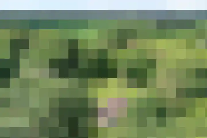 Paasloregel 114 Basse thumbnail 8