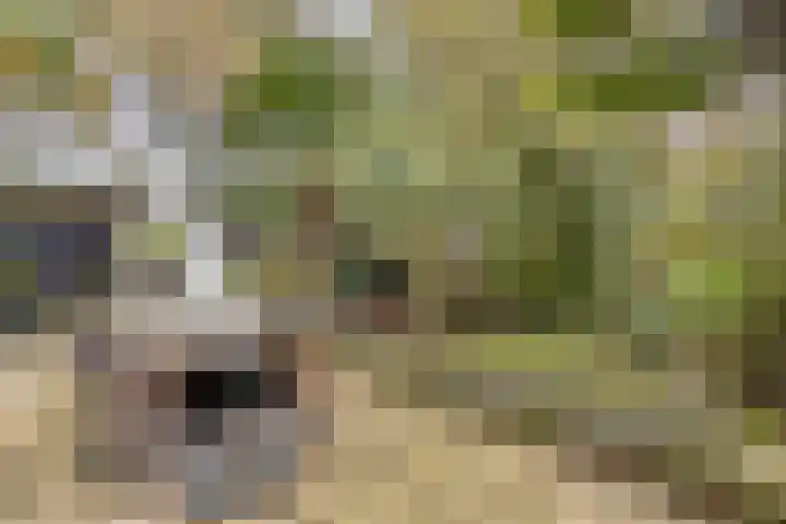Palestrinarode 46 Zoetermeer thumbnail 44