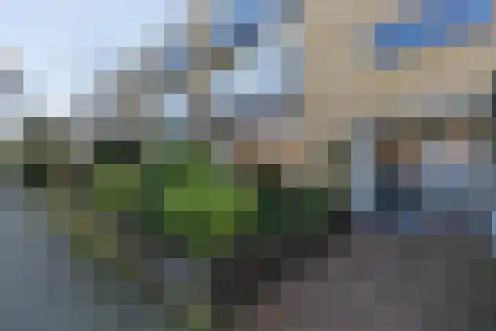 Pals 15 Westervoort thumbnail 11