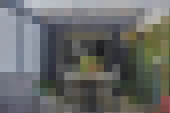 Pals 15 Westervoort thumbnail 22