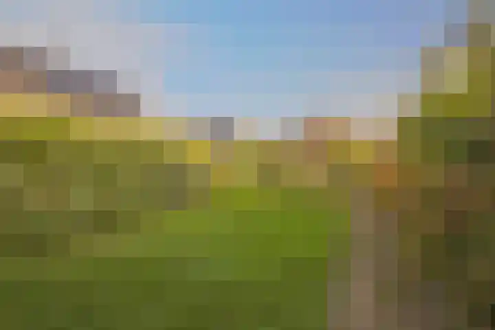 Pals 15 Westervoort thumbnail 25