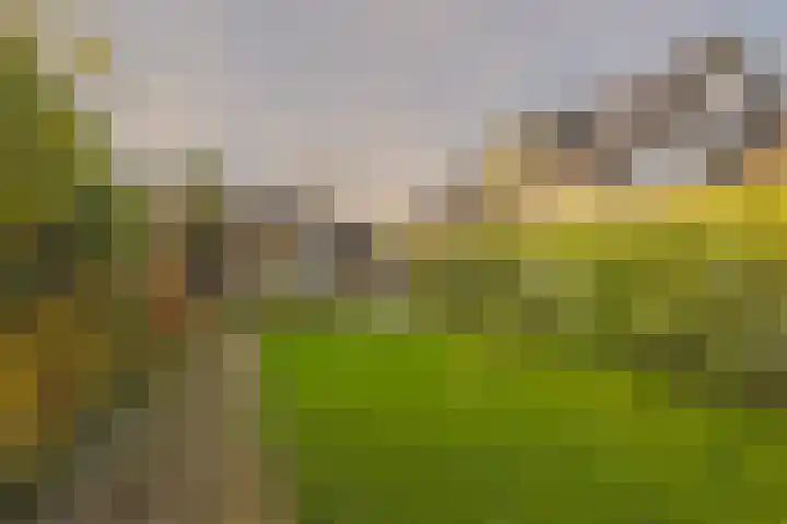 Pals 15 Westervoort thumbnail 26