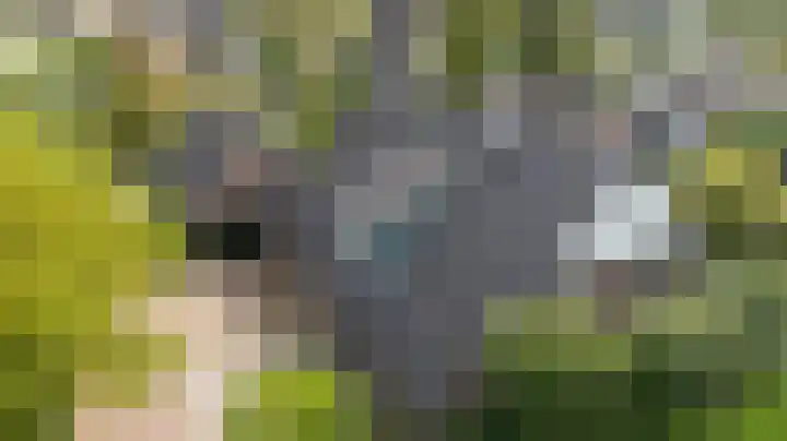 Pals 7 Westervoort thumbnail 8