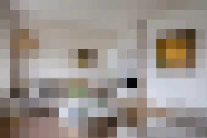 Paltrokmolen 5 Harmelen thumbnail 5