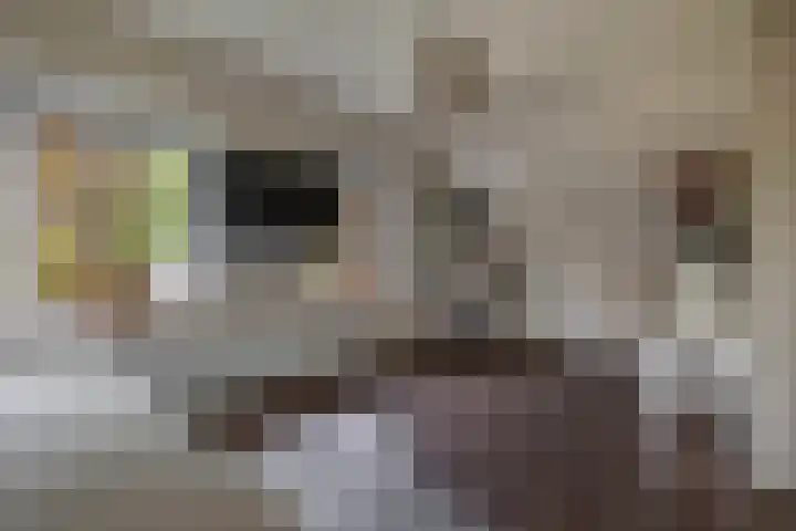 Pandelaar 50 Gemert thumbnail 24