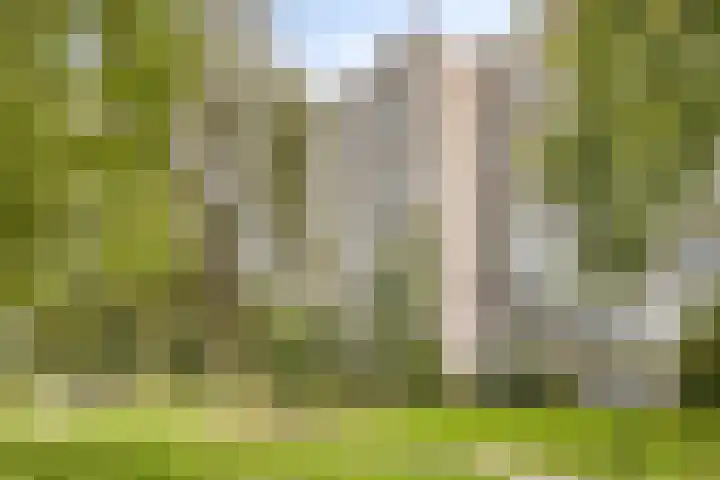 Pandelaar 50 Gemert thumbnail 42