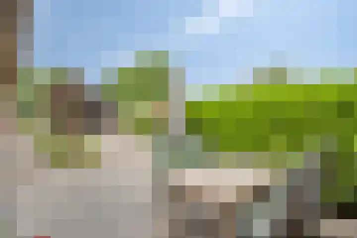 Pandelaar 50 Gemert thumbnail 61