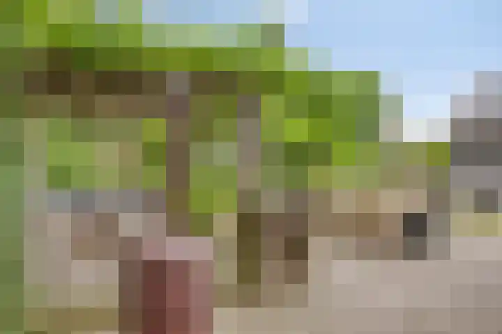 Pandelaar 50 Gemert thumbnail 65