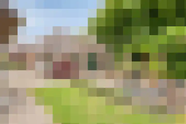 Pandelaar 50 Gemert thumbnail 66