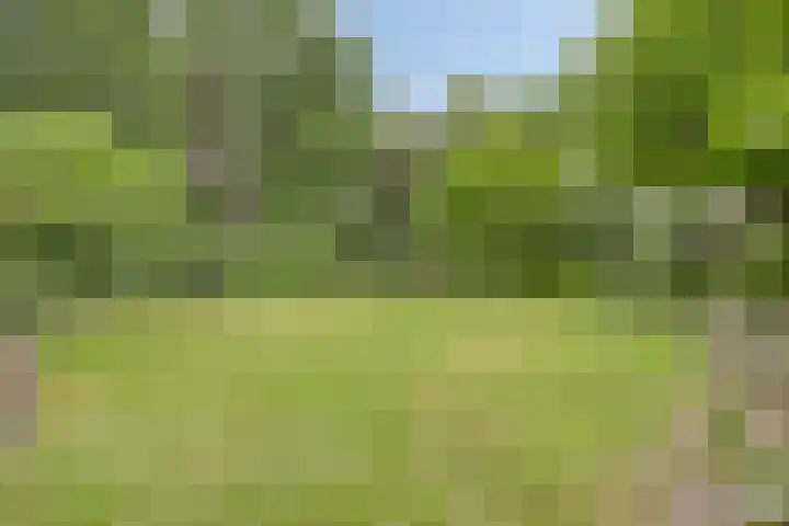 Pandelaar 50 Gemert thumbnail 69