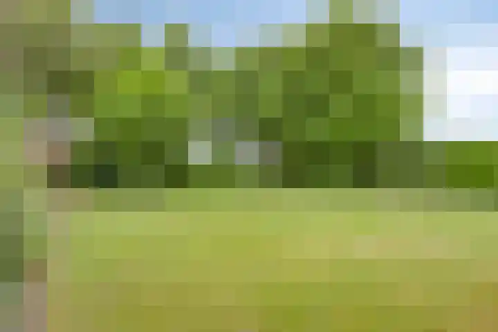 Pandelaar 50 Gemert thumbnail 72