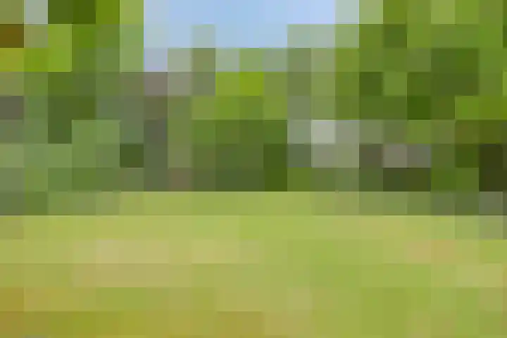 Pandelaar 50 Gemert thumbnail 73