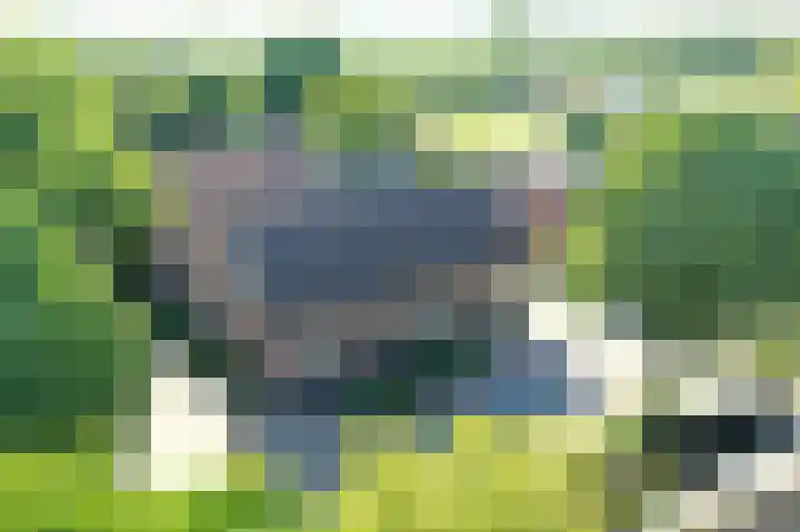 Pandelaar 50 Gemert thumbnail 84