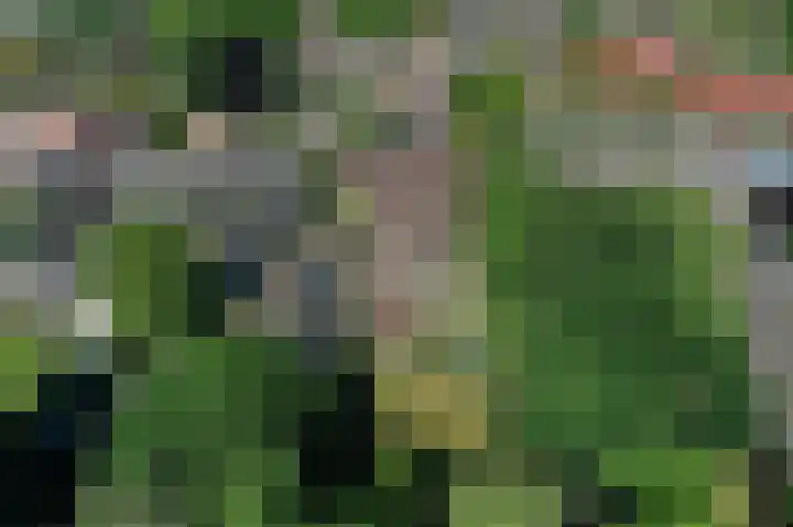 Pandelaar 50 Gemert thumbnail 88