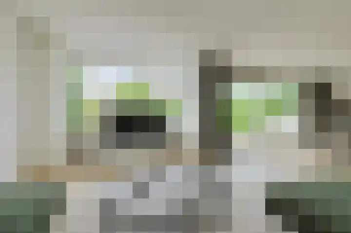 Papegaai 40 Breda thumbnail 11