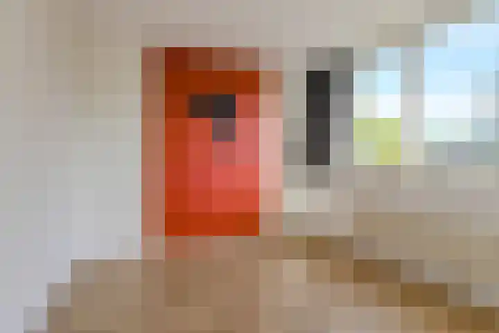 Papegaai 40 Breda thumbnail 25