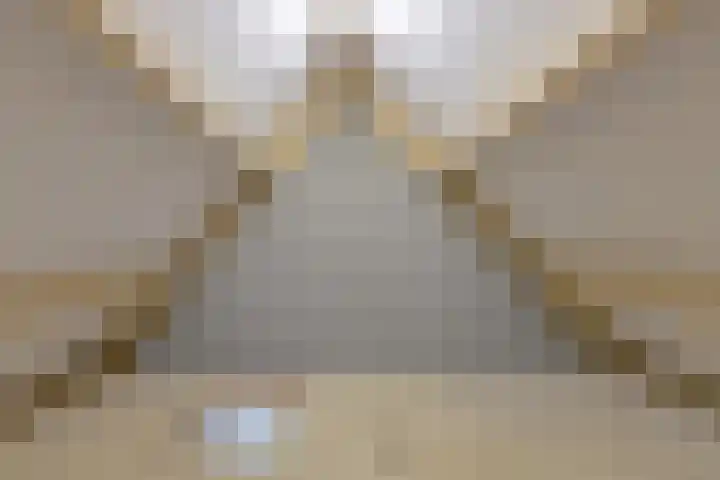Papegaai 40 Breda thumbnail 41