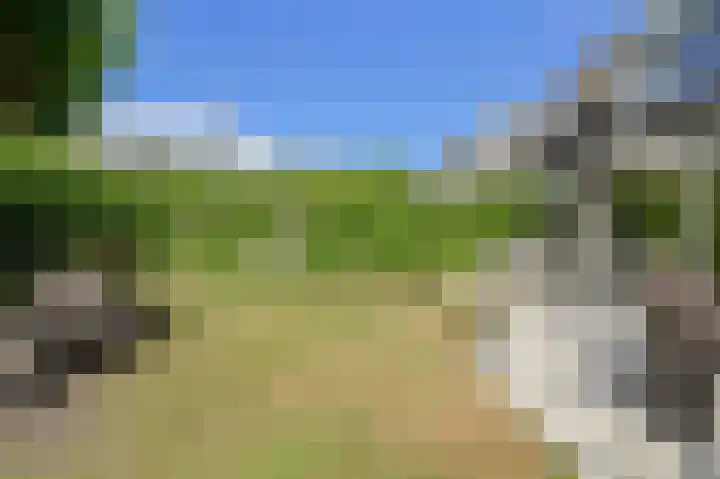 Papegaai 40 Breda thumbnail 45