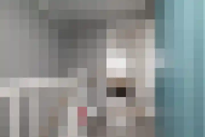 Parelmoervlinder 7 Sneek thumbnail 27