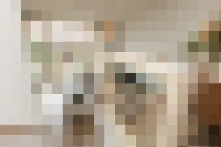 Parelmoervlinder 7 Sneek thumbnail 9