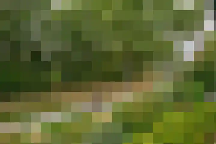 Parkkamp 37 Havelte thumbnail 58