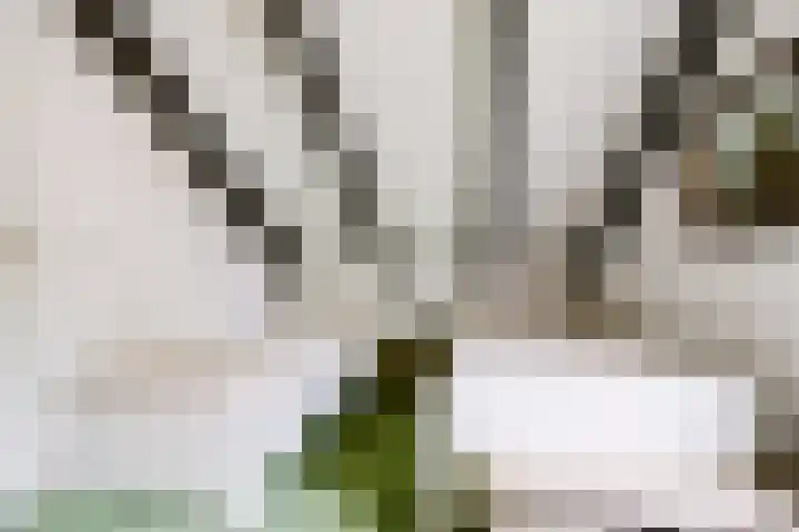 Parklaan 116 Putte thumbnail 17