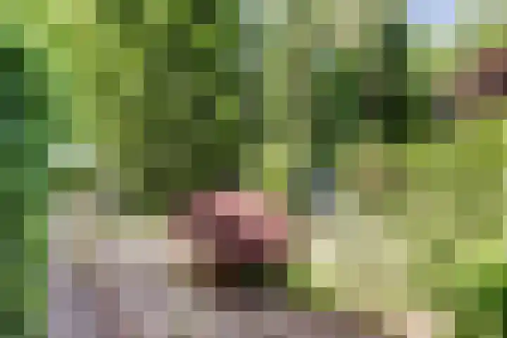 Parklaan 116 Putte thumbnail 31