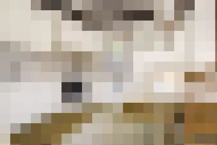 Parklaan 116 Putte thumbnail 4
