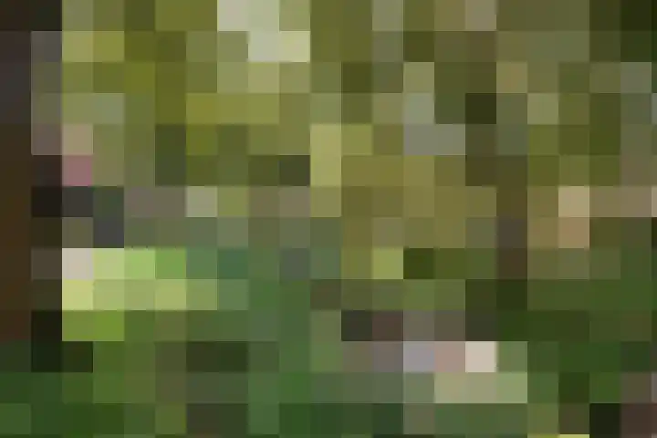 Parnaskruid 117 Amersfoort thumbnail 32