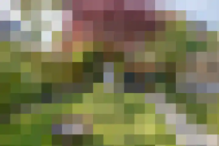 Patijnweg 8 Goes thumbnail 39