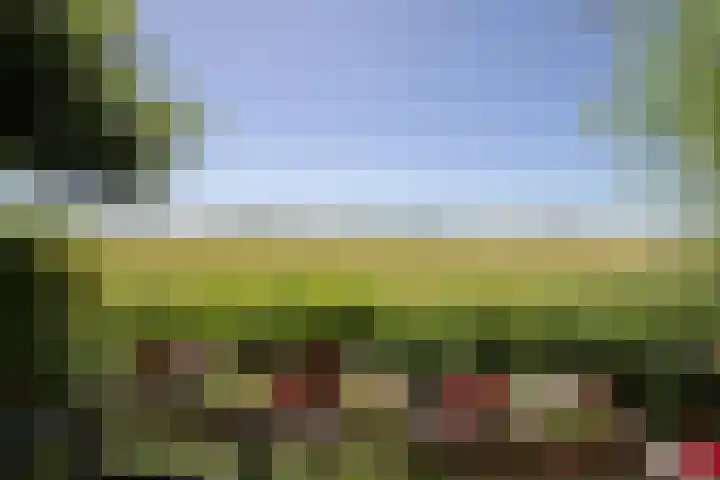 Patrijs 17 Ursem thumbnail 14