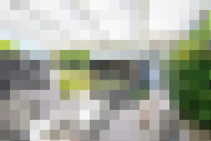 Patrijs 17 Ursem thumbnail 27