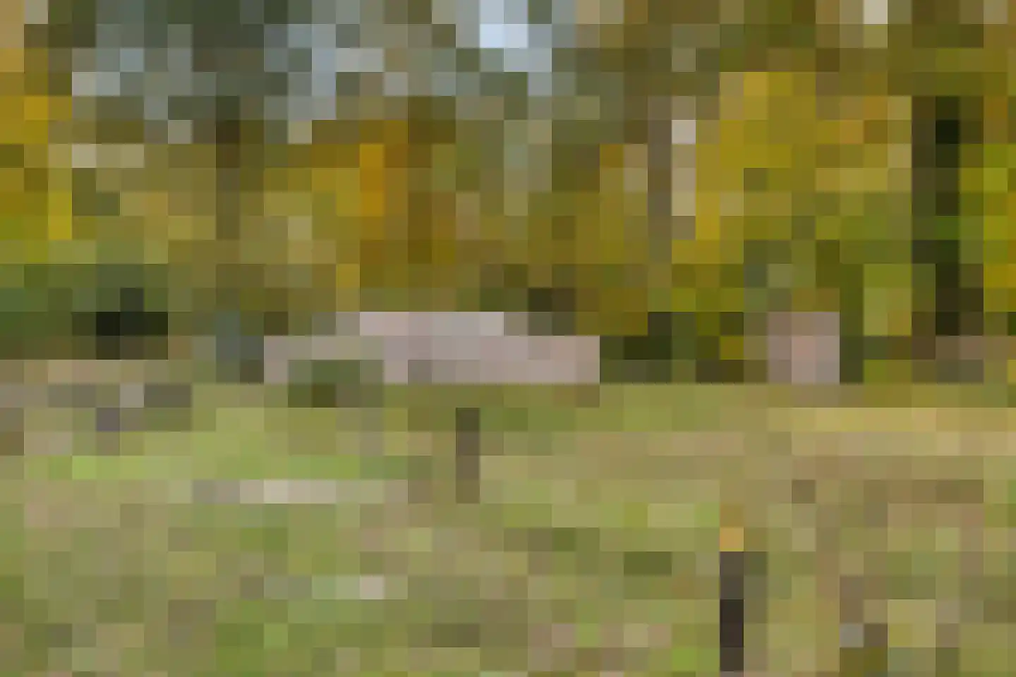 Patrijsstraat 1 Made thumbnail 48