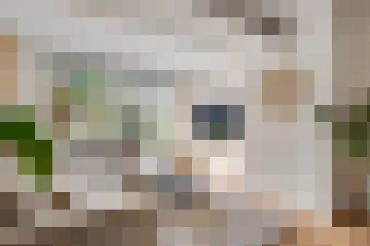 Patrijsstraat 6 Geleen thumbnail 8
