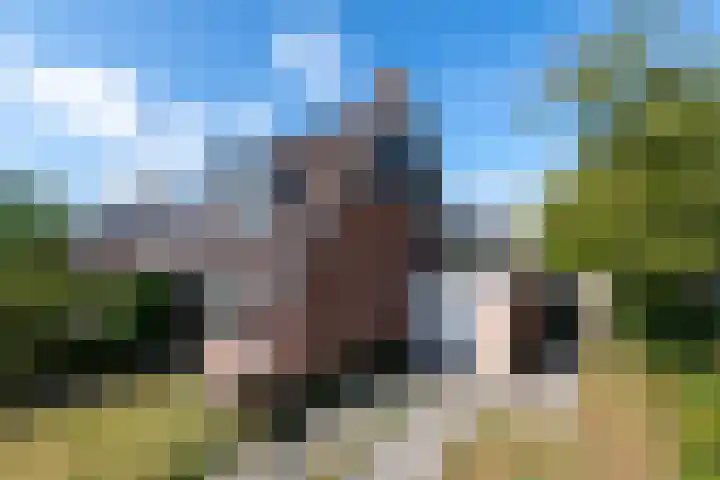 Pealskar 16 Joure thumbnail 38
