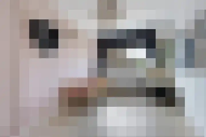 Pealskar 40 Joure thumbnail 26