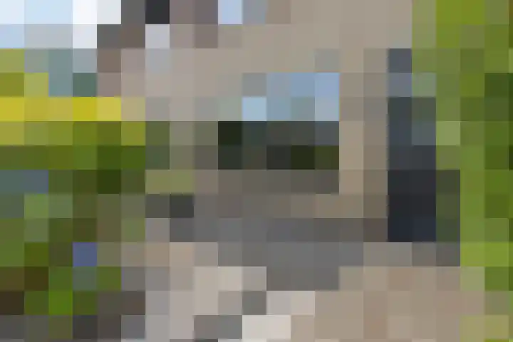 Pealskar 40 Joure thumbnail 7