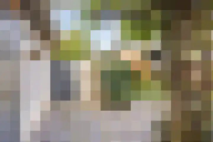 Peellaan 10 Oss thumbnail 29