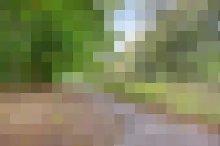 Peellaan 10 Oss thumbnail 30