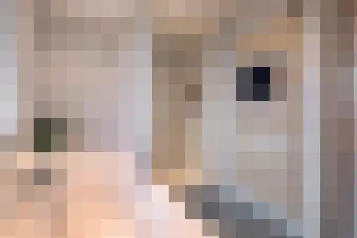 Peellaan 163 Oss thumbnail 17