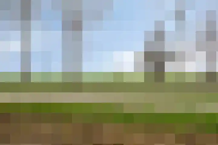 Peellaan 163 Oss thumbnail 33