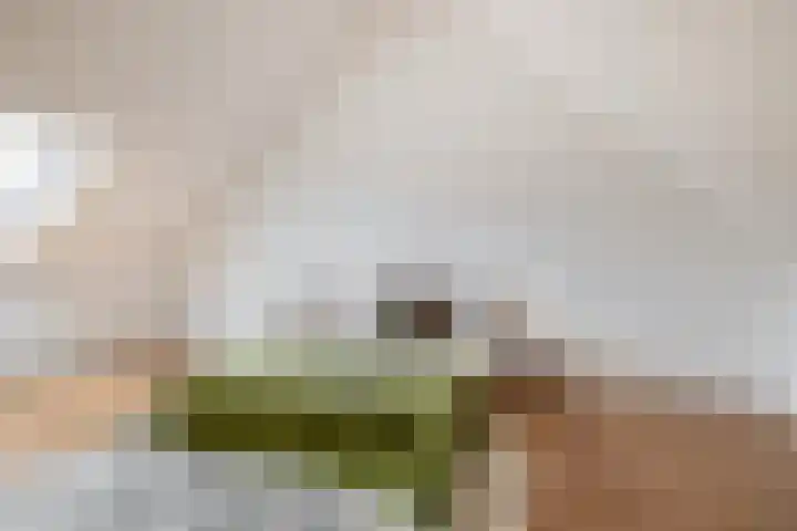 Pegasus 9 Schijndel thumbnail 25