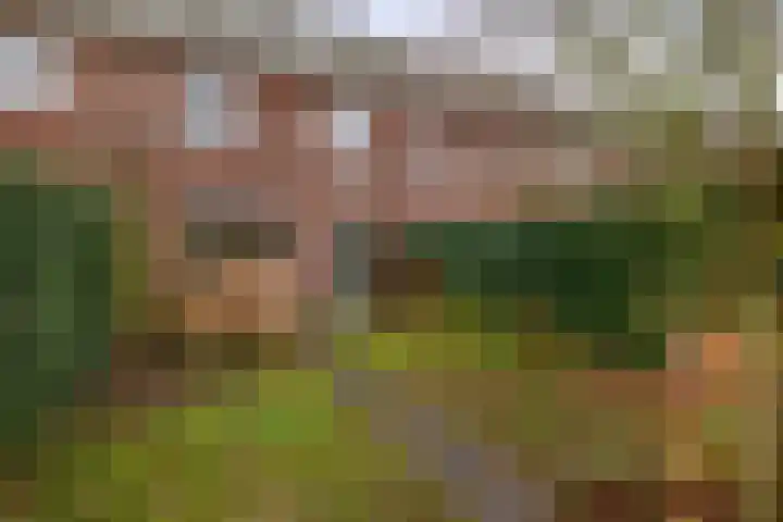 Pegasus 9 Schijndel thumbnail 28