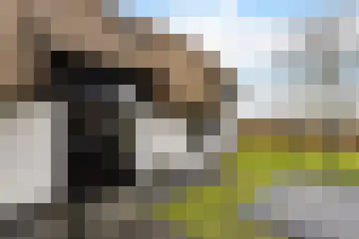 Peinderwei 21 De Tike thumbnail 38