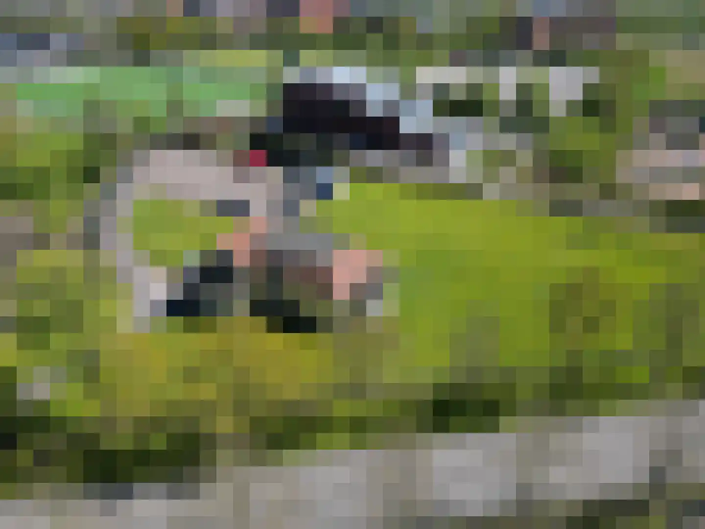 Peizerweg 178 Groningen thumbnail 4
